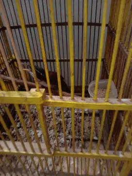 Jual burung kopi kopi sdh bunyi