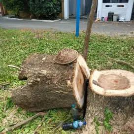 Jual kayu terang besi tebangan