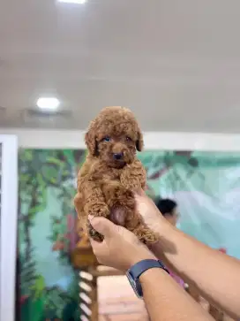 Miniature Poodle
