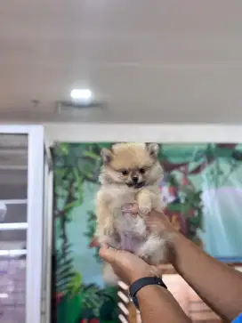 superminipom Non stambum
