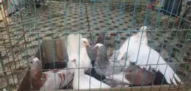 Burung merpati 25k