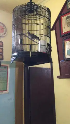 Di jual burung Te kukur