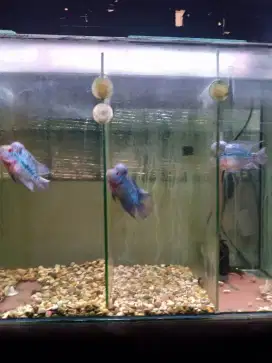 Jual borongan 3 ikan louhan cencu -srm