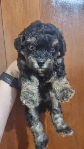 Dijual anakan Poodle Phantom