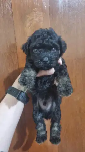 Dijual anakan Poodle Phantom