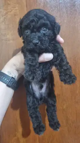 Dijual anakan Poodle Phantom