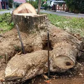 Jual banir/akar papan