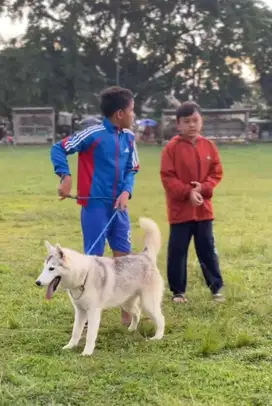 Siberian Husky Stambum Microchip Female