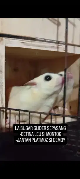 LA SUGAR GLIDER SEPASANG