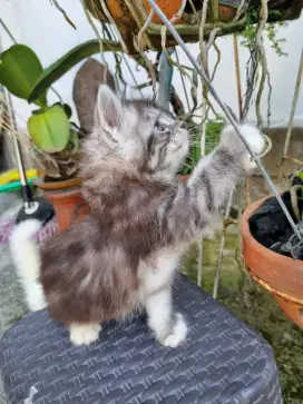 Kitten Mainecoon
