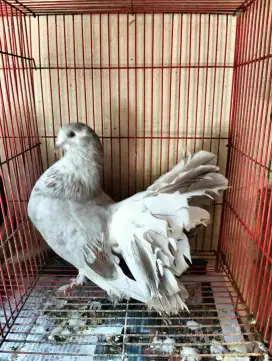 Merpati Kipas Jantan Warna Bagus