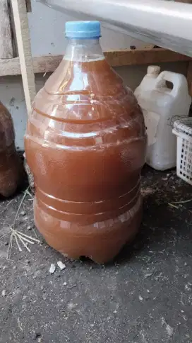 kencing kelinci 100 persen murni