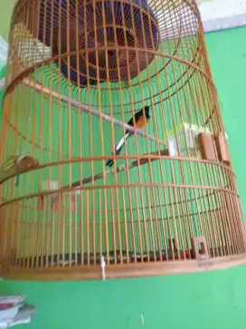 Jual burung Murai batu