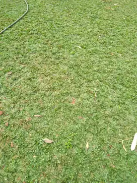 Rumput gajah mini murah