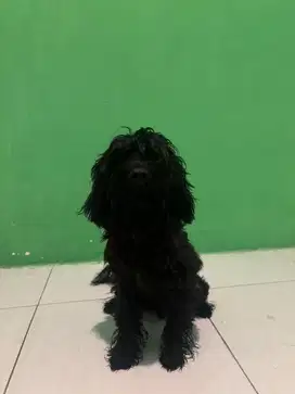 BLACK TOY POODLE JANTAN 5 BULAN