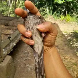 Perkutut Daringan kebak dewasa