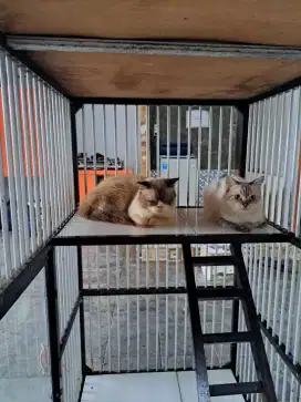 Lepas adopsi sepasang ragdoll plus kandang nego-negoan aja