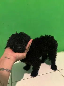 BLACK TOY POODLE BETINA 5 BULAN