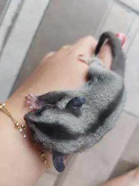 Sugar Glider Clasic gray