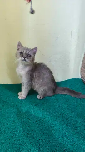 BSH mix Jantan Kitten