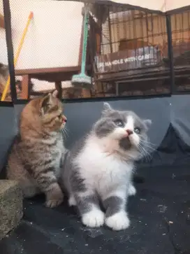 Kitten BSH Bali