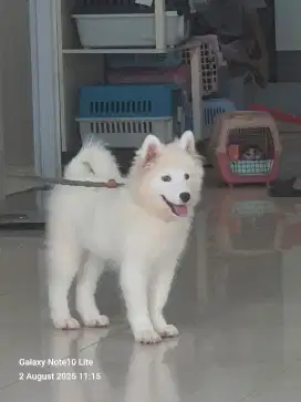 Anakan Samoyed Gemuk Sehat
