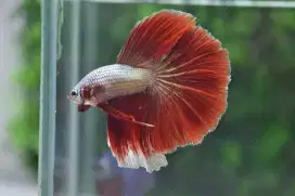 Ikan cupang Halfmon