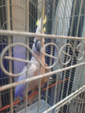 Parkit besar jambul kuning jinak dan bawel..