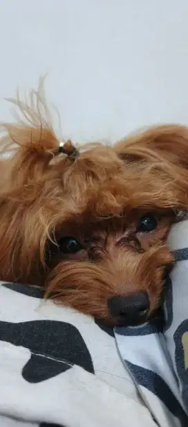 Poodle mnipom aktiff