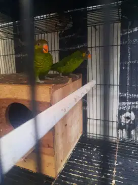 Lovebird lurik pantai sepasang gacor..