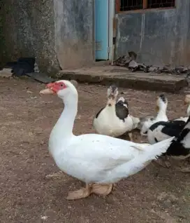 jual bebek entok