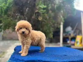 Toy poodle betina non surat