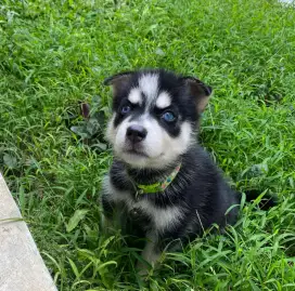 Huskie Siberia umur 2 bulan