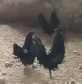 Ayam kate turunan cemani
