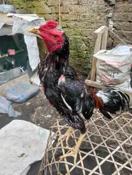 Jual ayam bangkok