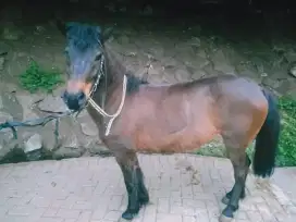 Kuda pony lokal