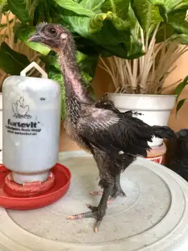 Ayam pelung jumbo asli pelung. 2 betina 1 jantan