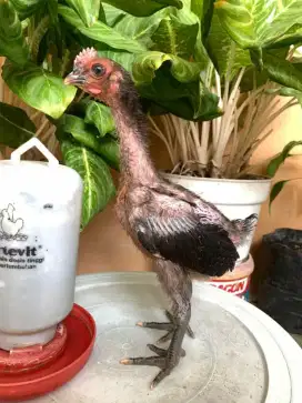 Ayam pelung jumbo asli pelung. 2 betina 1 jantan