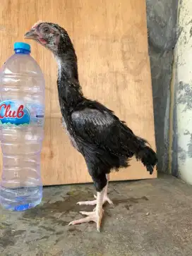 Ayam pelung jumbo asli pelung.
