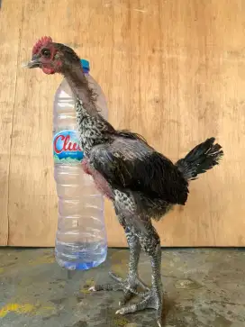 Ayam pelung asli pelung jumbo sepasang 250.000