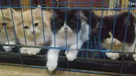 Kucing Domestik/Persian Mix 5 ekor usia 3 bulanan