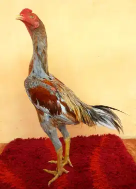 AYAM LINE BS X PAKHOY, UMUR 6 BULAN, CALON UKURAN 5, TULANG KASAR