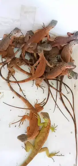 SUPER RED IGUANA