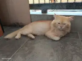 Kucing Persia mix Mainecoon