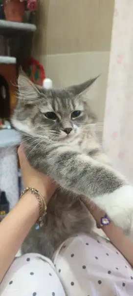 Anakan kucing turunan persia medium