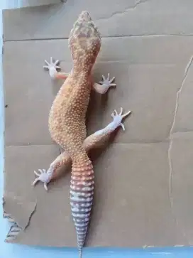 Gecko indukan besar