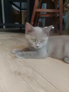 Kucing British Shorthair (BSH) Blue Solid – Male – 3 bulan