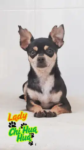 Indukan Chi hua hua