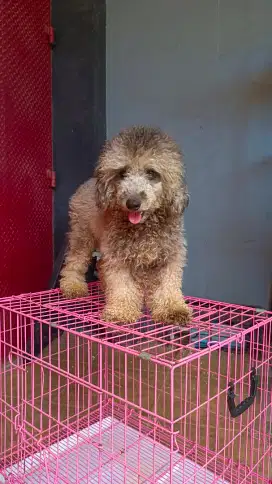 Pejantan Poodle Silver