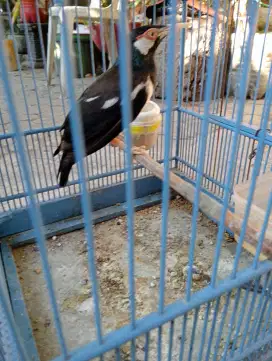 Monggo jalak harian bunyi